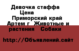 Девочка стаффа  › Цена ­ 30 000 - Приморский край, Артем г. Животные и растения » Собаки   